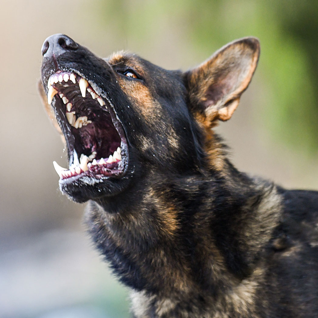 Der Schäferhund hält Wache. Er kennt sein Revier und weiß wie er es bewachen muss